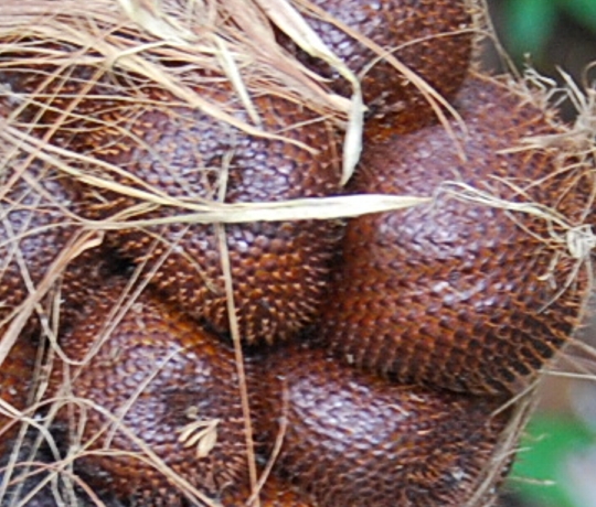 Perukebunan Salak