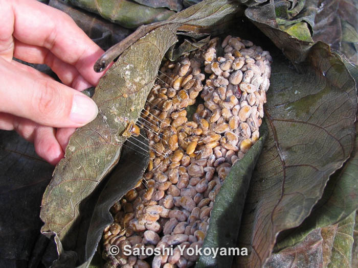 序章「海外の納豆との出会い」